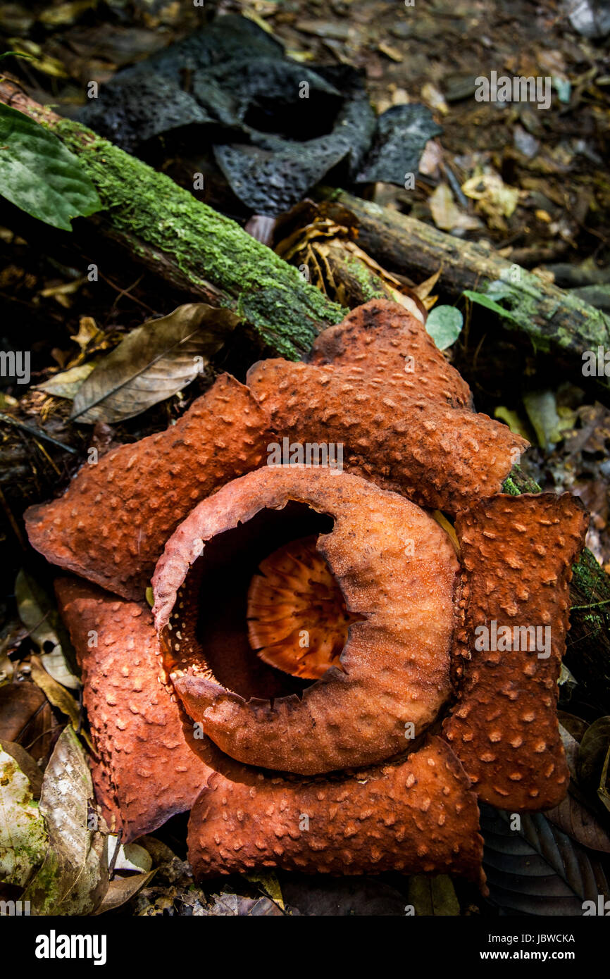 Rafflesia arnoldii la Fleur Cadavre nommé pour avoir une odeur putride quand en fleurs la Rafflesia est une fleur tropicale qui habitent les forêts tropicales Banque D'Images
