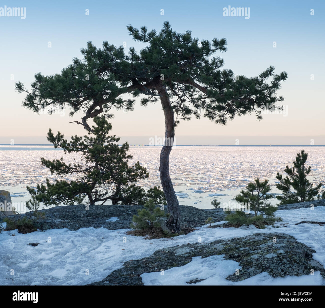 Seascape avec lonely tree et belle lumière du soir à l'heure d'hiver Banque D'Images Seascape avec lonely tree et belle lumière du soir à l'heure d'hiver Banque D'Images