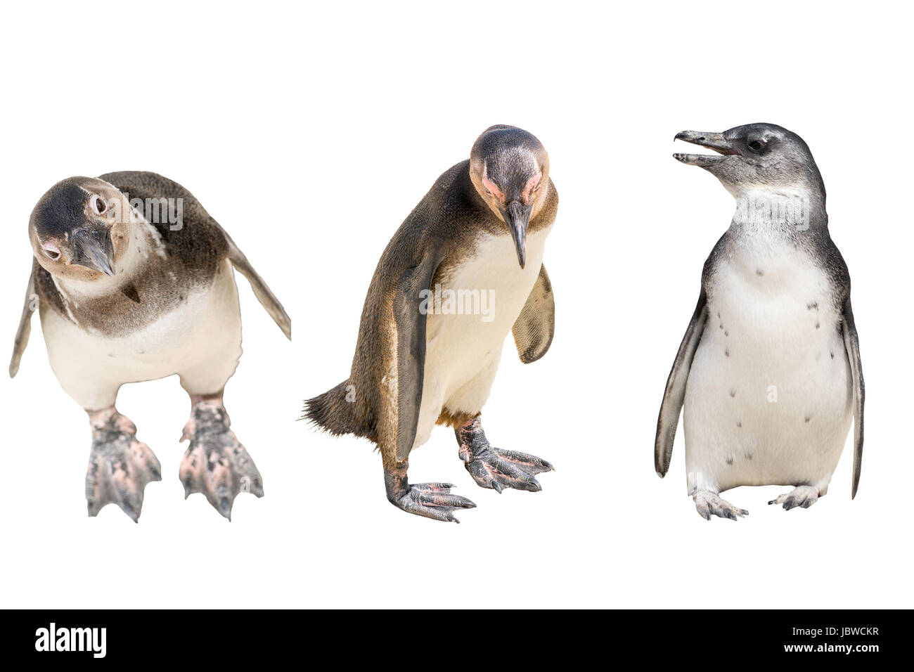 Ensemble de trois pingouins corps plein, Comité permanent Banque D'Images