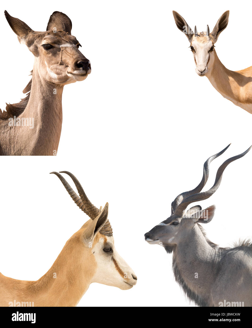 Ensemble de quatre headshots de différentes antilopes Banque D'Images