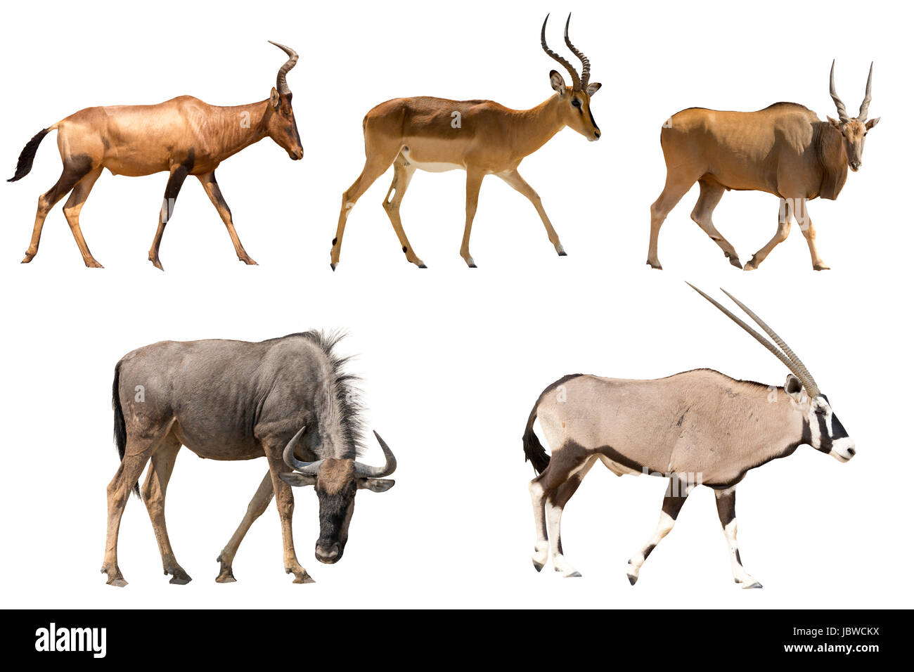 Ensemble de cinq différentes antilopes Banque D'Images