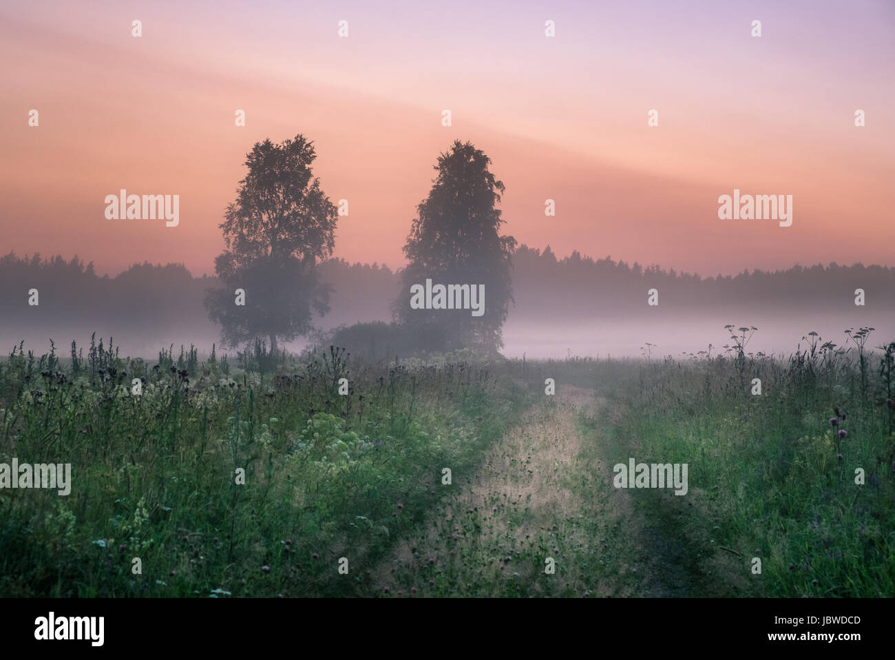 Paysage avec la brume et le brouillard à une nuit d'été dans le nord de l'Europe Banque D'Images