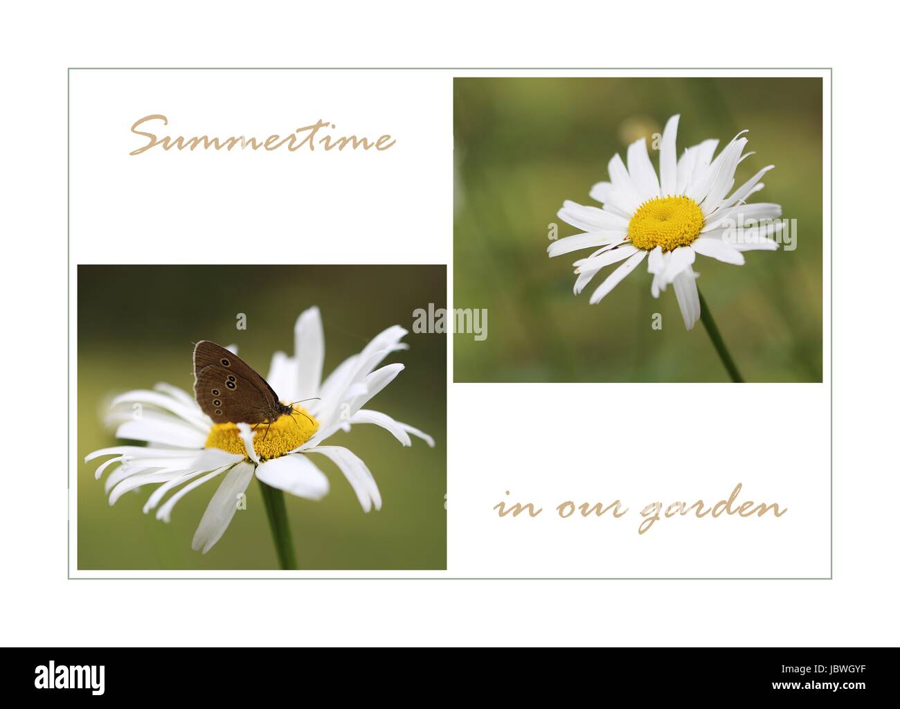 Dans notre jardin d'été Banque D'Images