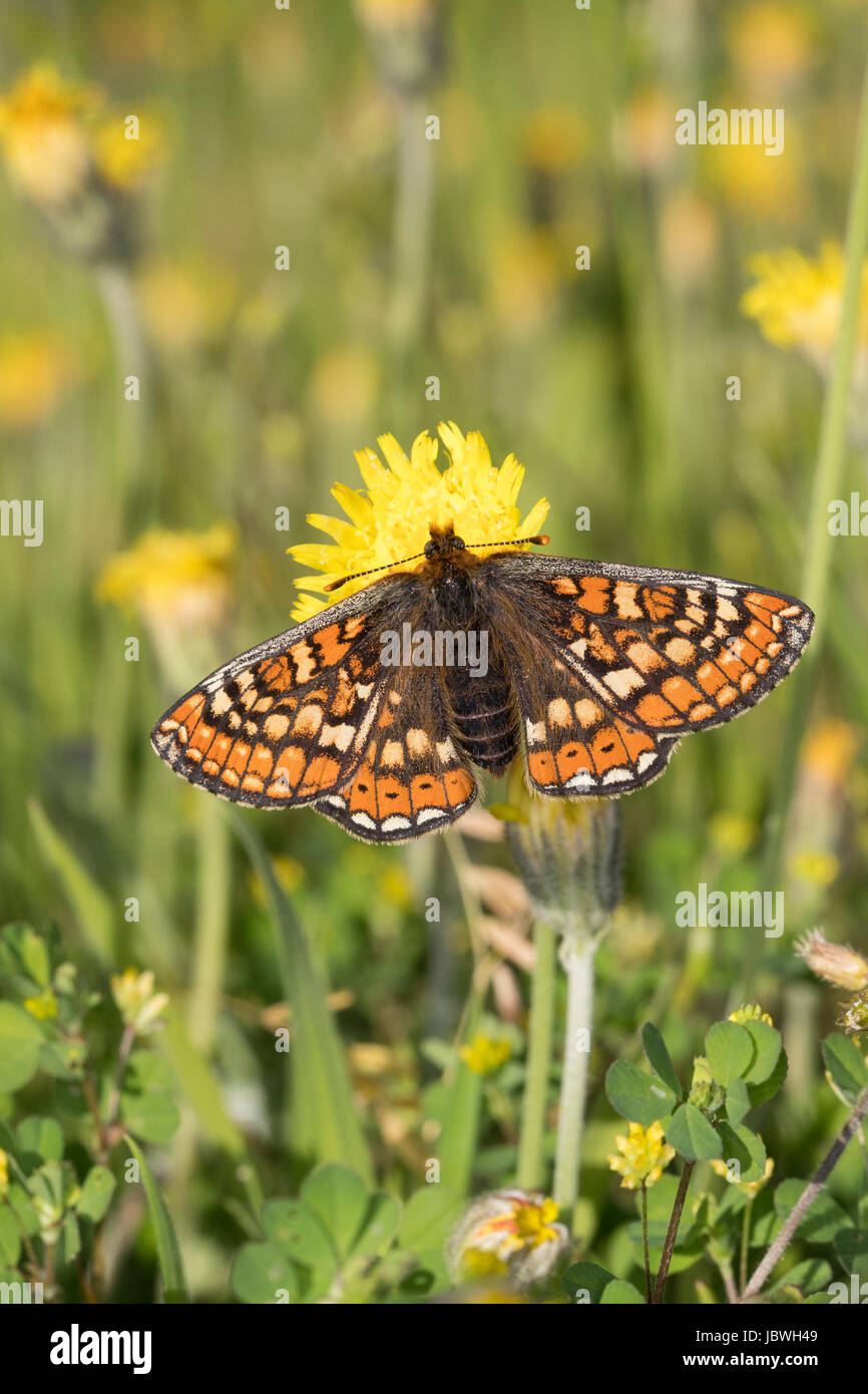 Goldener Scheckenfalter, Skabiosen-Scheckenfalter Abbiss-Scheckenfalter Skabiosenscheckenfalter,,, Abbissscheckenfalter, Euphydryas aurinia, Eurodryas Banque D'Images