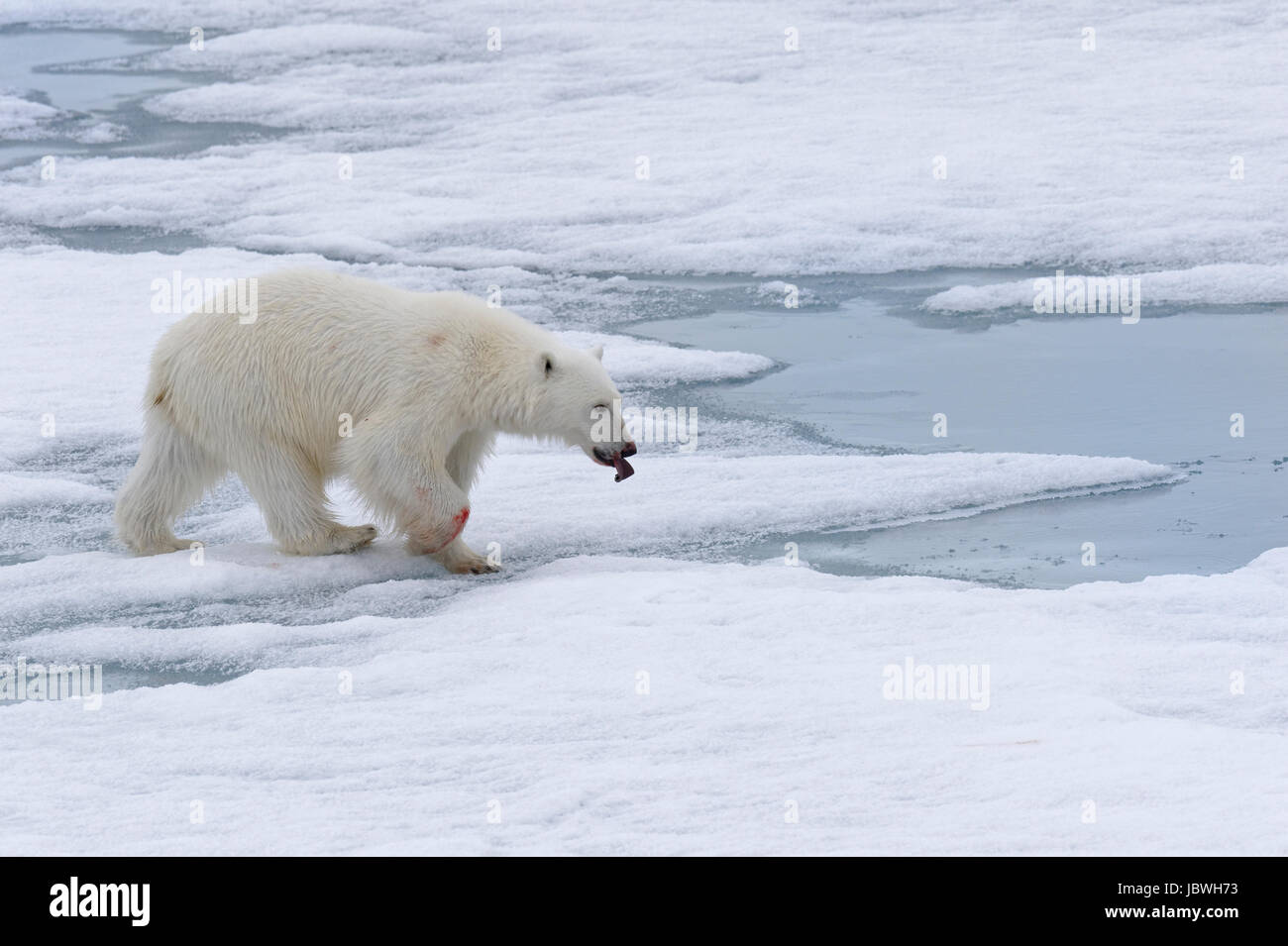 L'ours polaire (Ursus maritimus), femme marche sur la banquise, archipel du Svalbard, l'Arctique, la mer de Barents, Norvège Banque D'Images