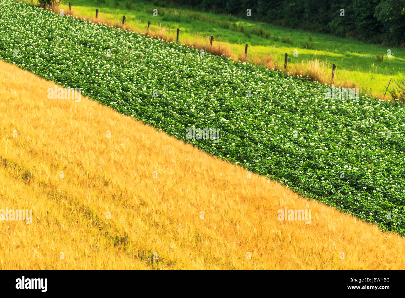 La floraison des plants de pommes de terre et l'orge d'or Banque D'Images