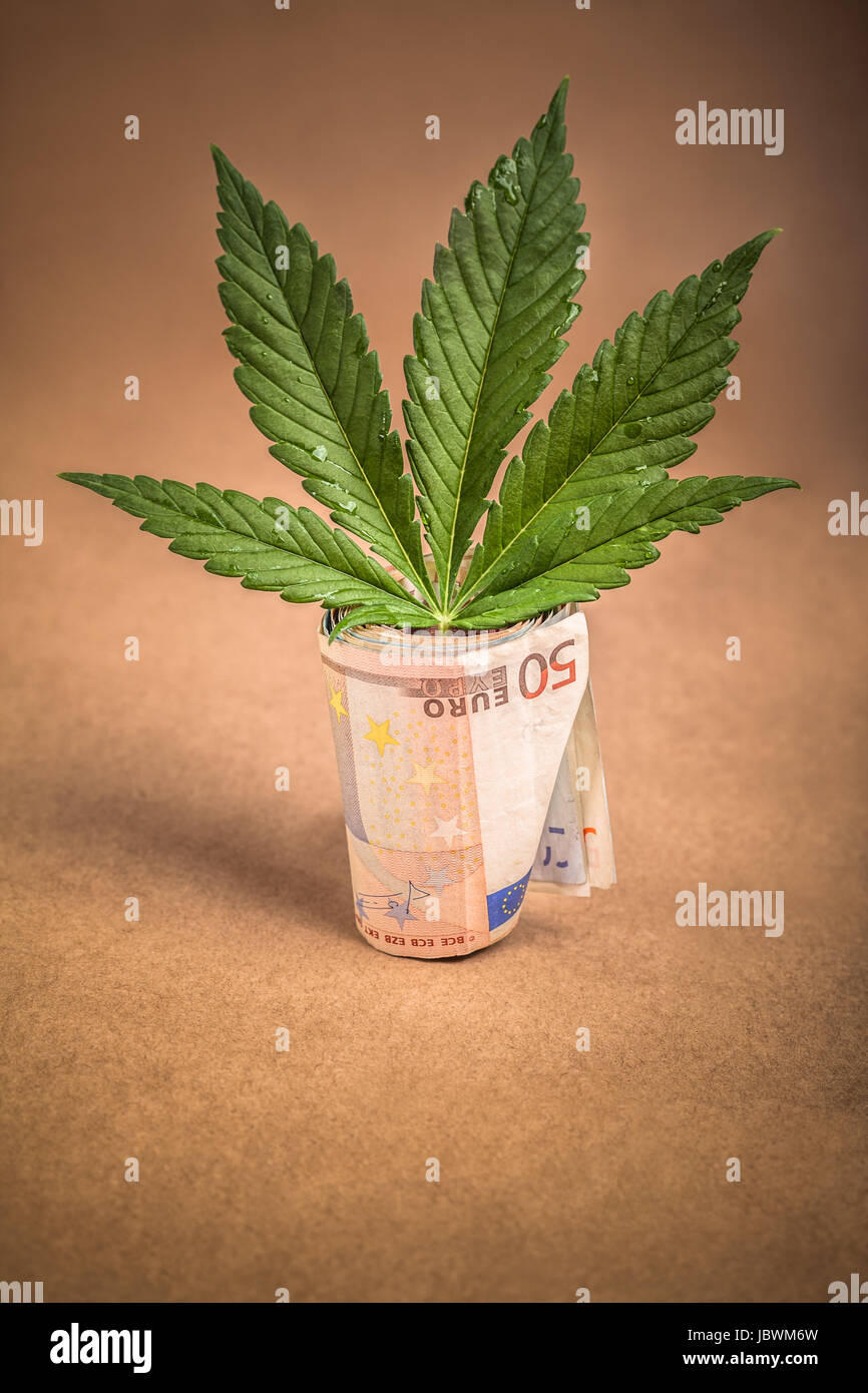 Concept d'entreprise de la marijuana. Feuille de Cannabis et des billets en euros. Banque D'Images