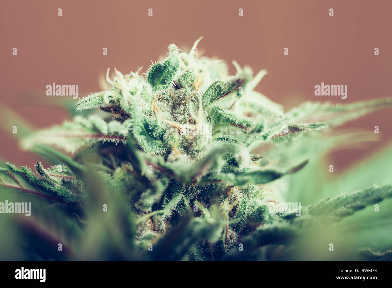 Libre du cannabis plante femelle en phase de floraison. Banque D'Images