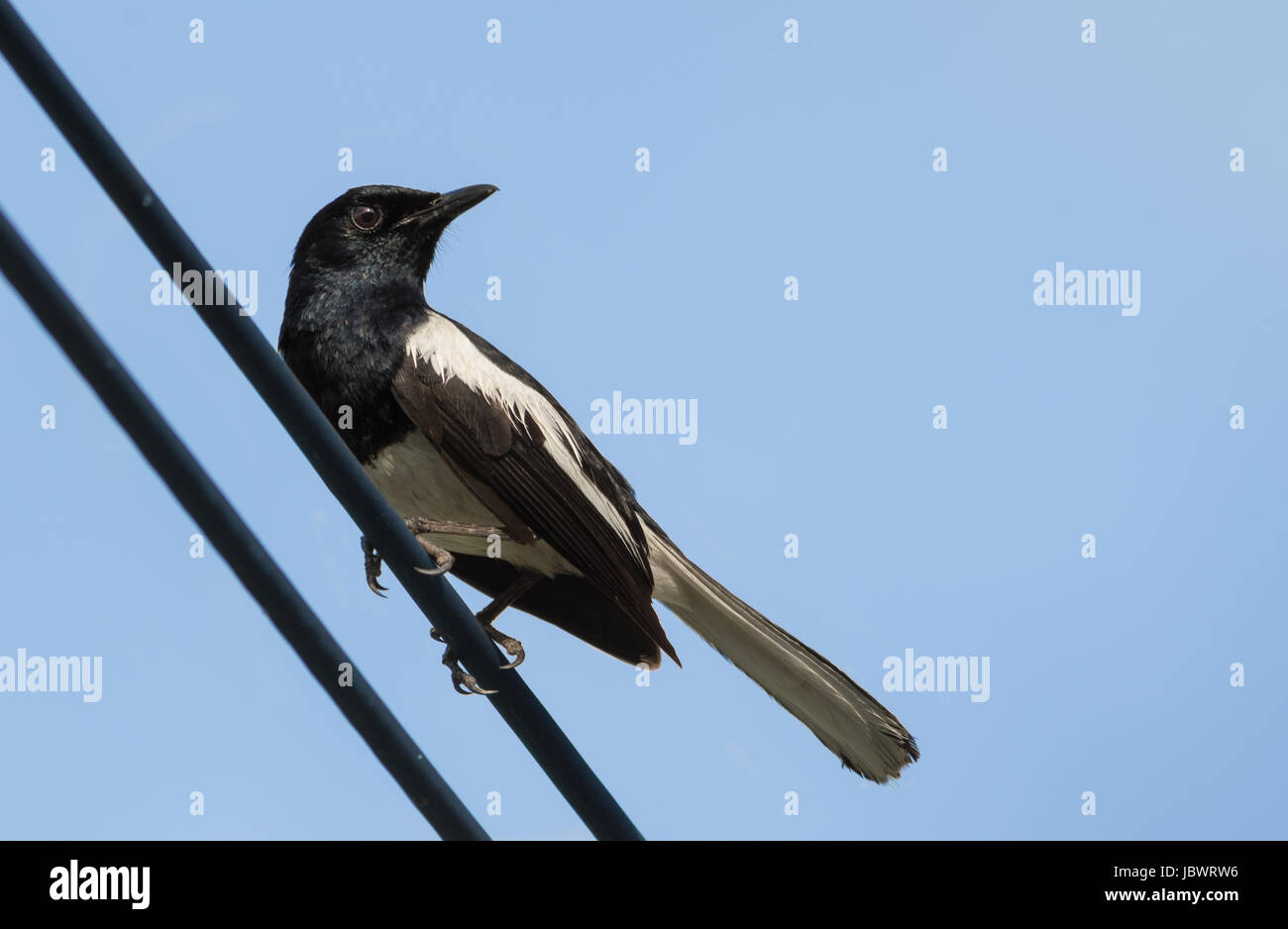 Magpie Oriental-robin ( Copsychus saularis ) perché sur un fil électrique. Nakhon Ratchasima, Thaïlande. Banque D'Images