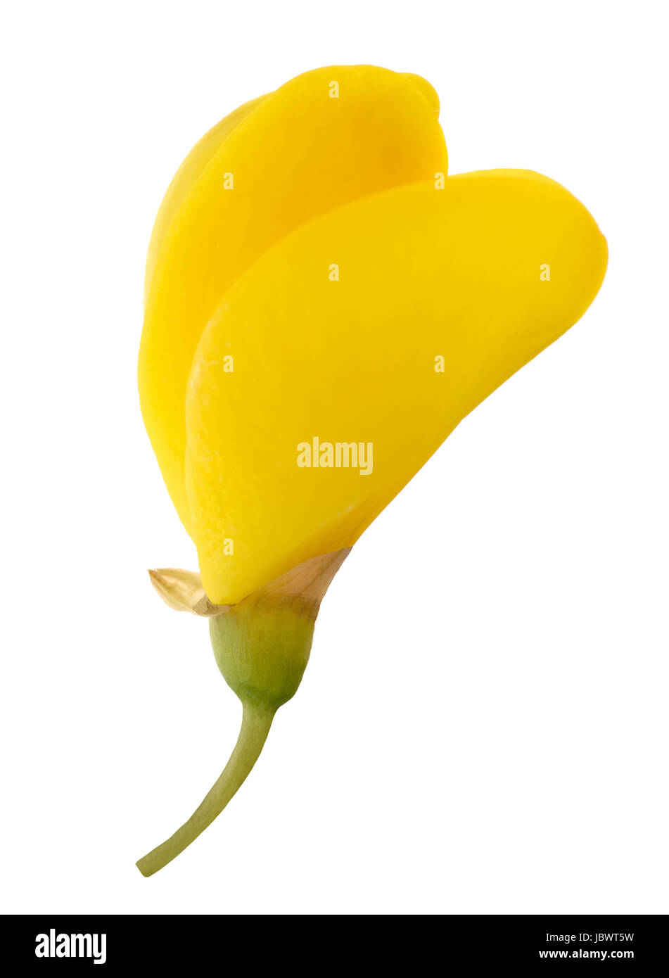 Fleur de genêt isolé sur fond blanc Banque D'Images