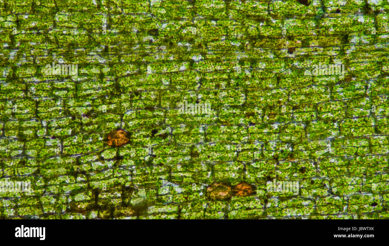 Élodée tissus cellules. Banque D'Images Élodée tissus cellules. Banque D'Images