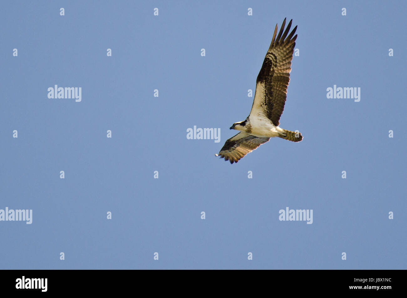 Osprey la chasse sur l'aile dans un ciel bleu Banque D'Images