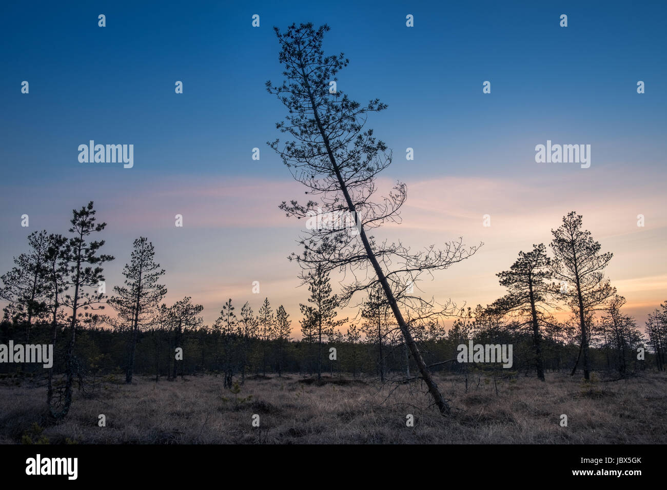 Paysage avec le coucher du soleil à soir dans swamp Finlande Banque D'Images