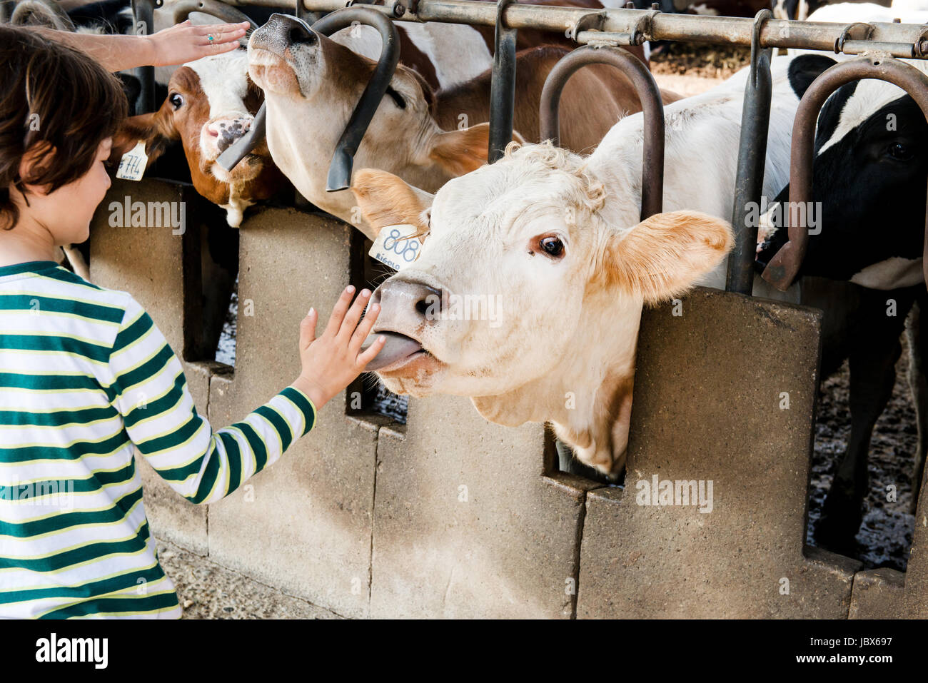 Léchage de vache main sur la ferme laitière biologique Banque D'Images