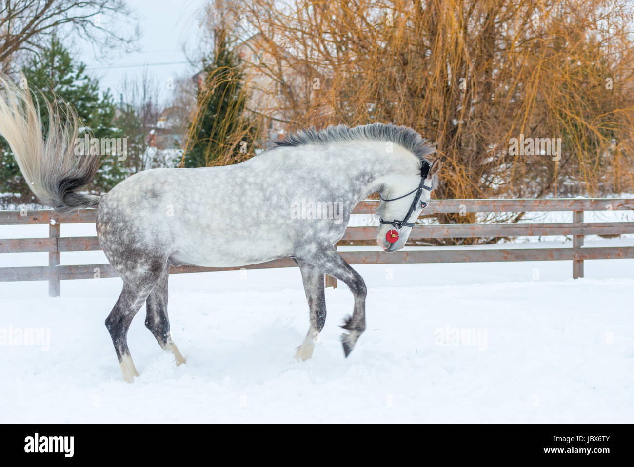 Le galop des chevaux gris active dans la neige Banque D'Images