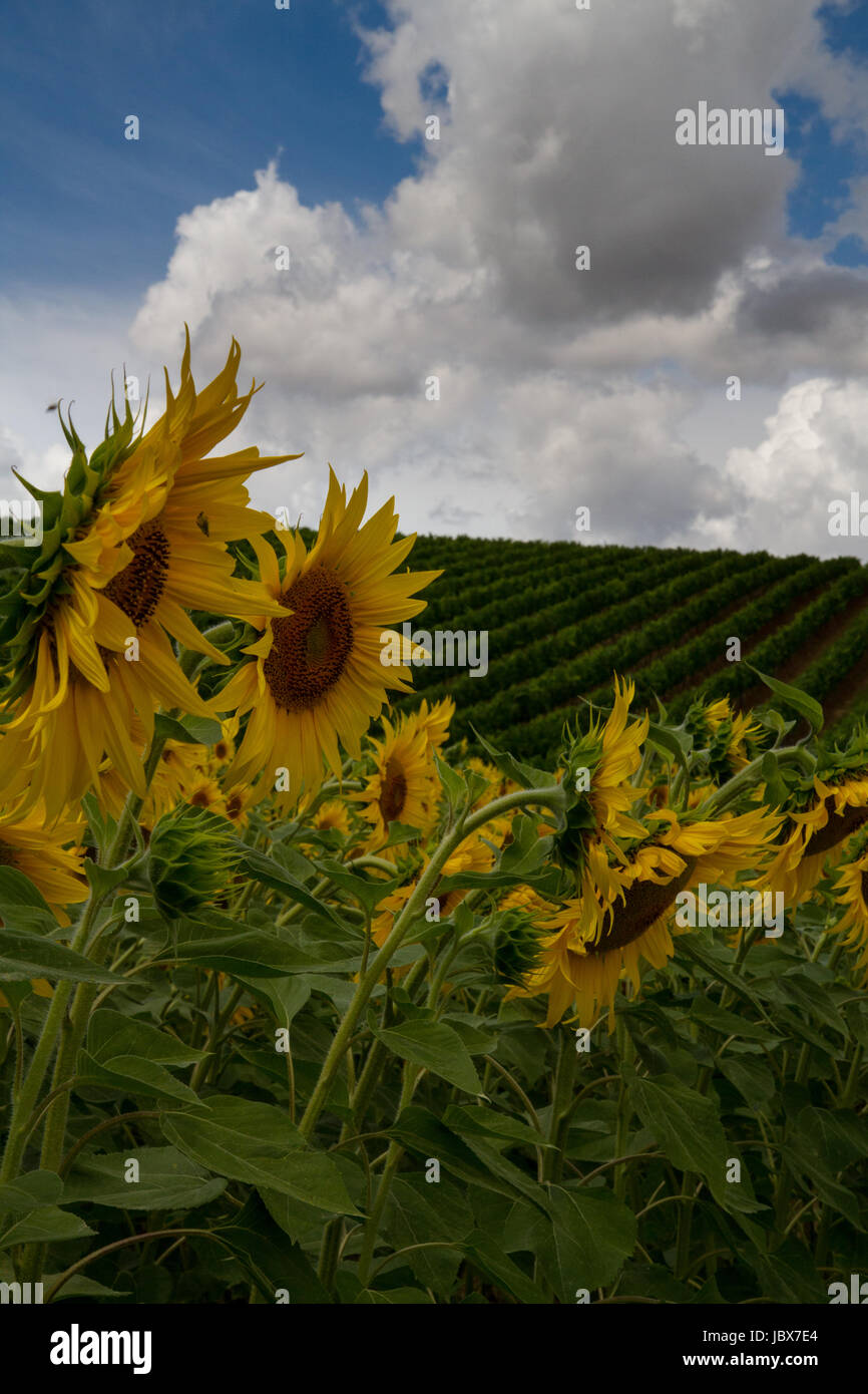 Vignes et tournesols- un champ de tournesols lumineux poussent en avant d'un vignoble verdoyant et luxuriant. Banque D'Images