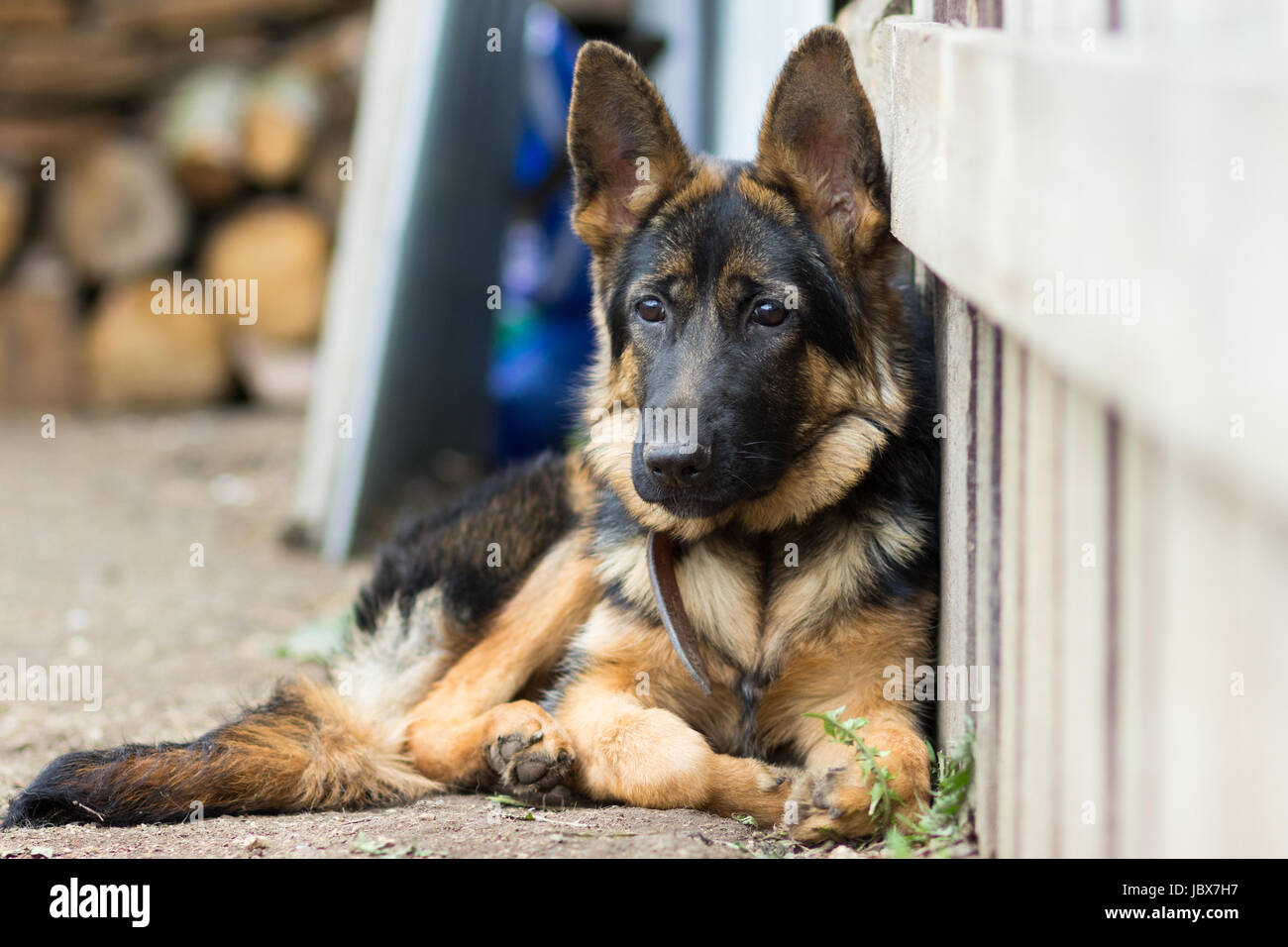Chiot Berger Allemand femelle 5 mois Photo Stock - Alamy