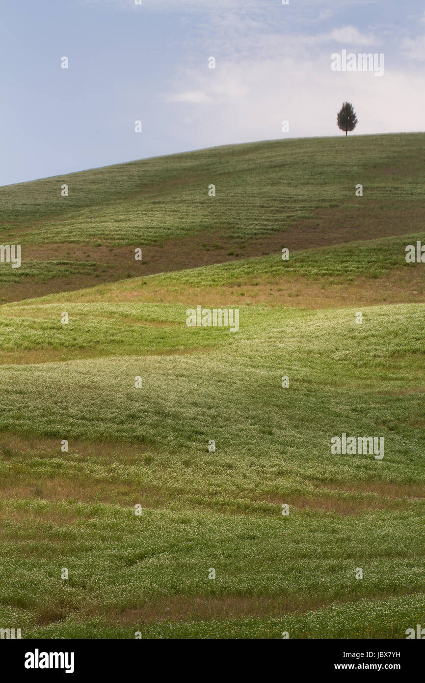 La Solitude- Un arbre isolé se dresse au sommet de collines ensoleillées, contre ciel bleu. Banque D'Images