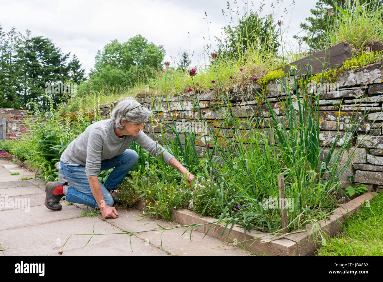 Jardinage dame mature Banque D'Images