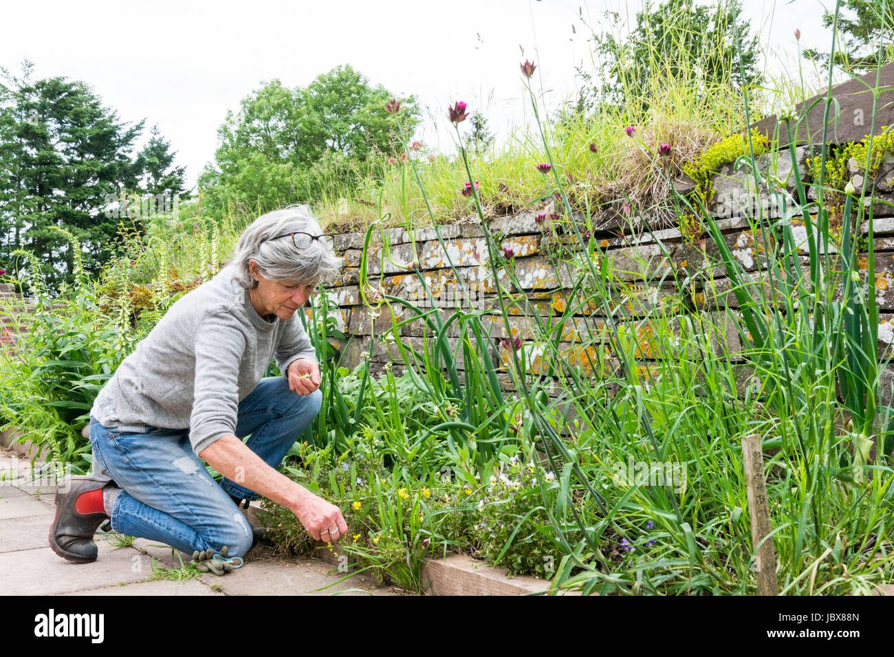 Jardinage dame mature Banque D'Images