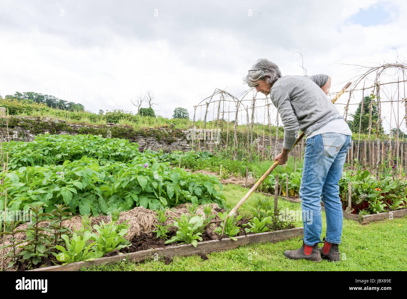 Jardinage dame mature Banque D'Images