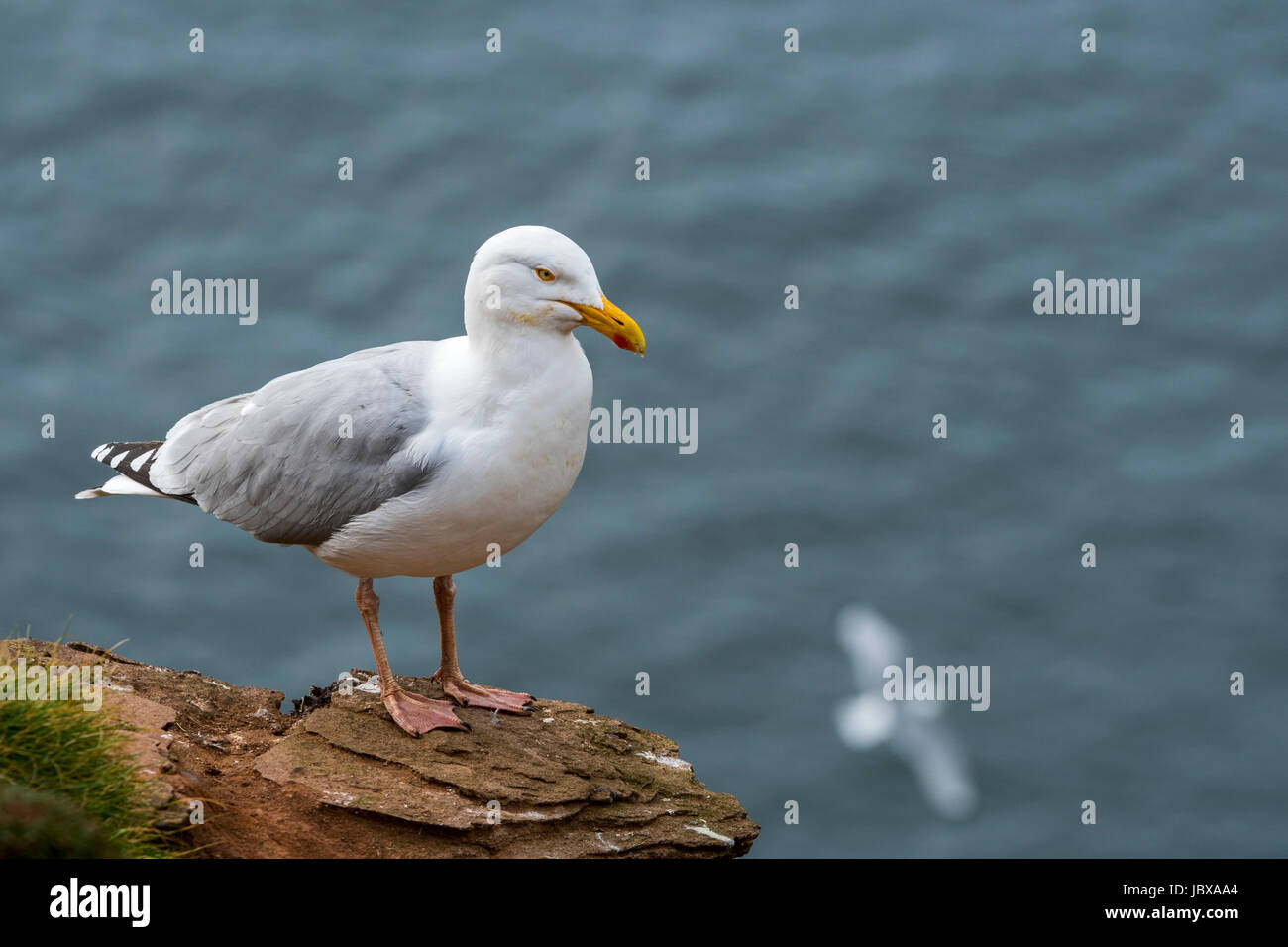 European Herring Gull (Larus argentatus) sur le rocher de la falaise au printemps, Fowlsheugh, Ecosse, Royaume-Uni Banque D'Images