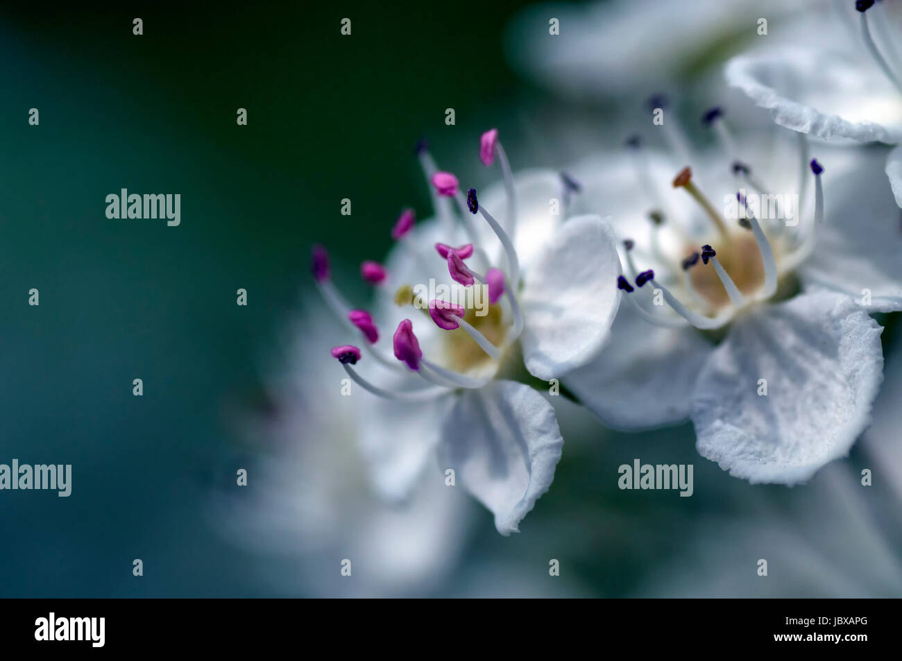 Des fleurs dans le jardin botanique de Moscou Banque D'Images