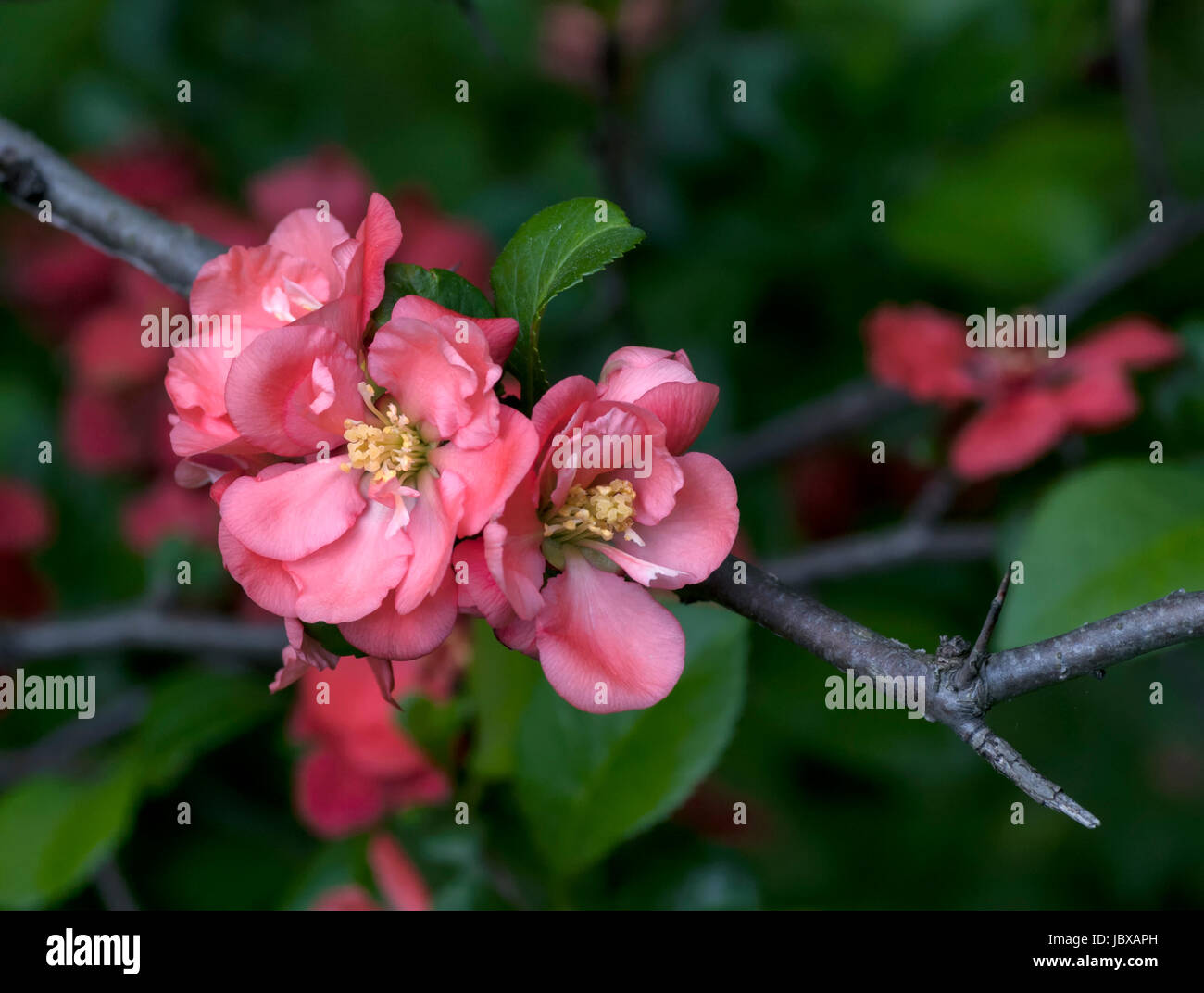 Dans Floweris jardin botanique de Moscou Banque D'Images