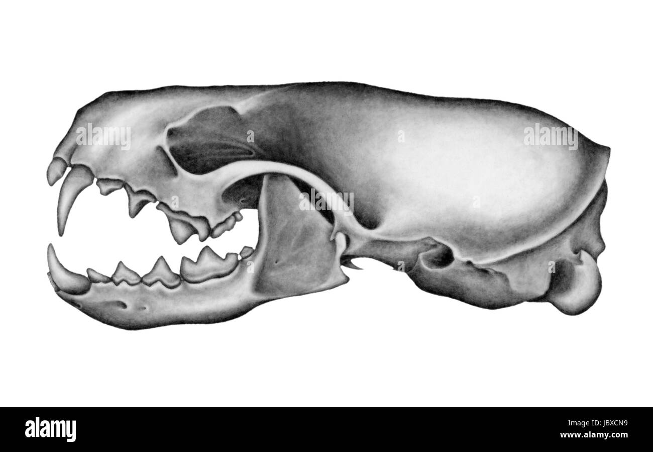 Mon dessin au crayon d'un crâne de vison. J'ai créé cette illustration scientifique dans un cours suivi à la School of the Art Institute de Chicago. Banque D'Images