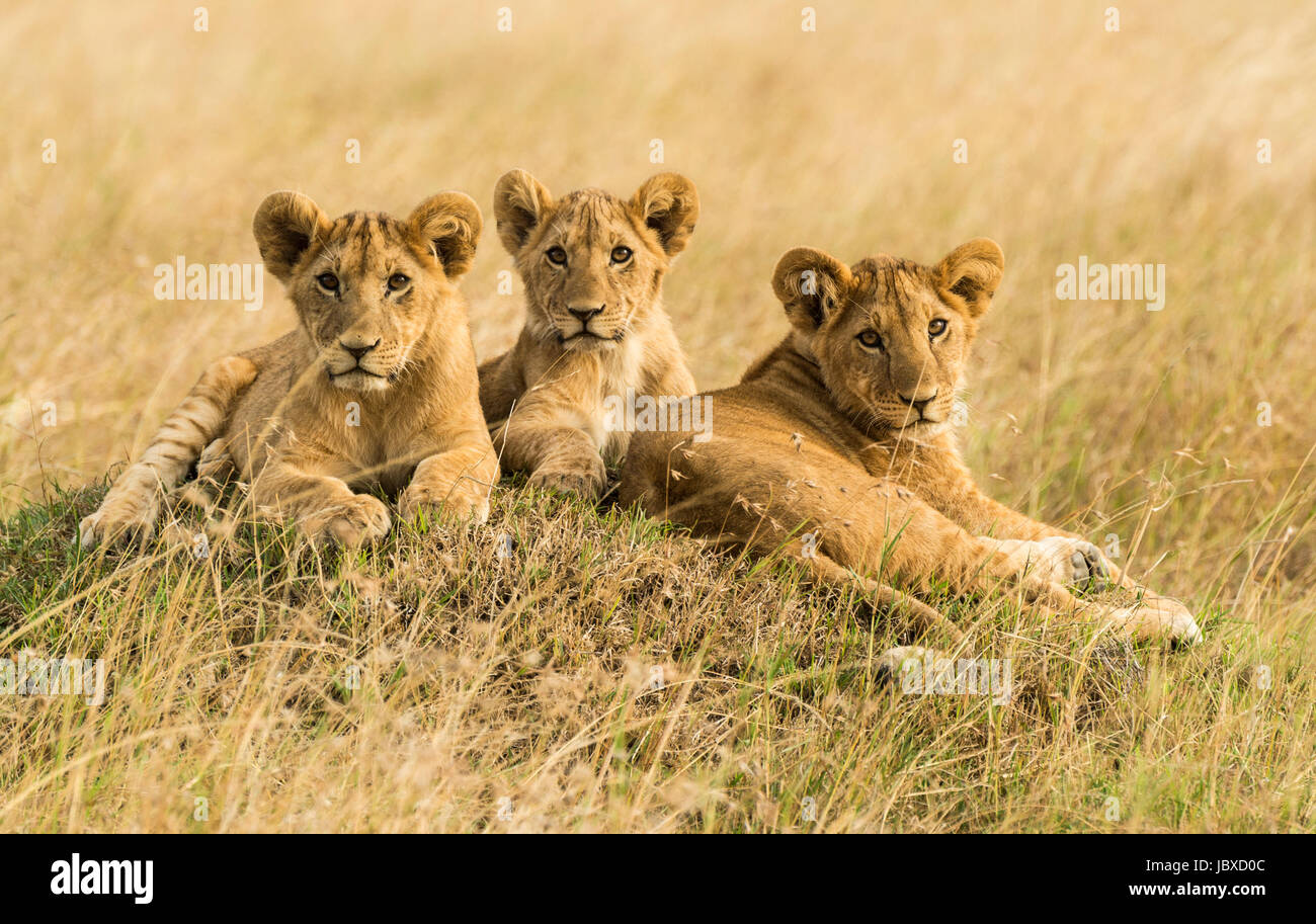 L'African Lion Cub resting in Kenya Banque D'Images