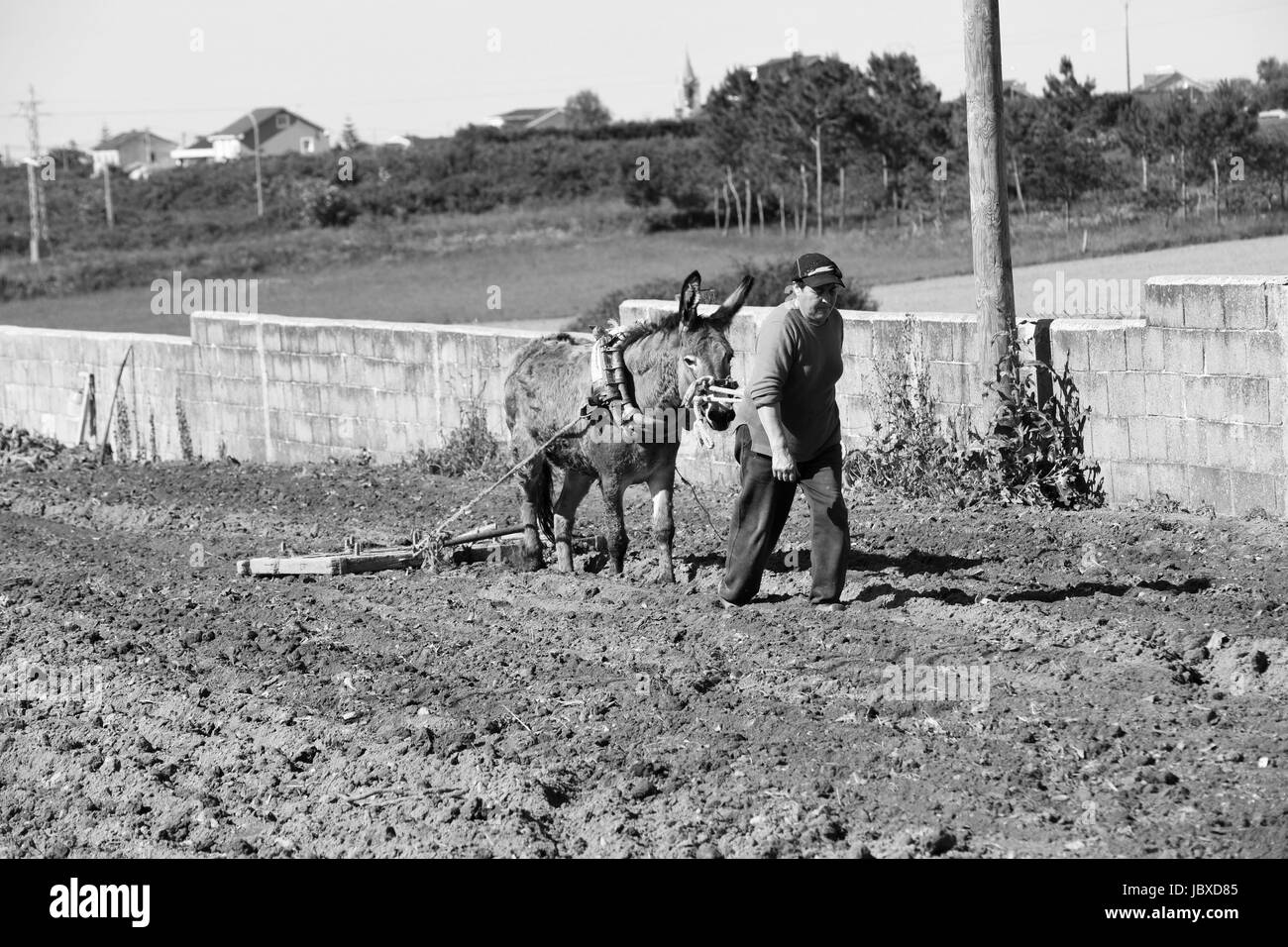 Femme agricultrice labourant la terre à l'aide d'un âne en Galice dans le nord de l'Espagne. Labour de terrain agriculture agricole espagnol Espania Banque D'Images