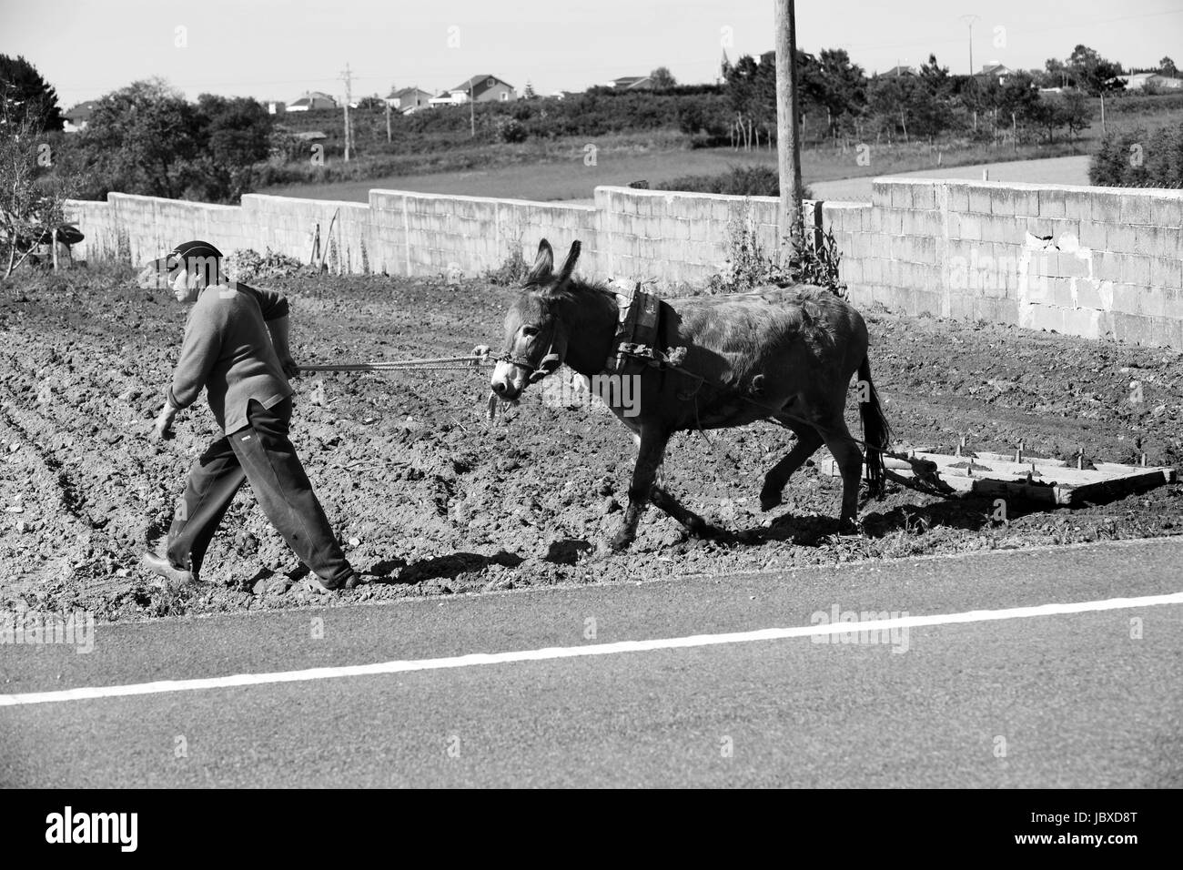 Femme productrice de labourer la terre à l'aide d'un âne en Galice dans le Nord de l'Espagne Banque D'Images