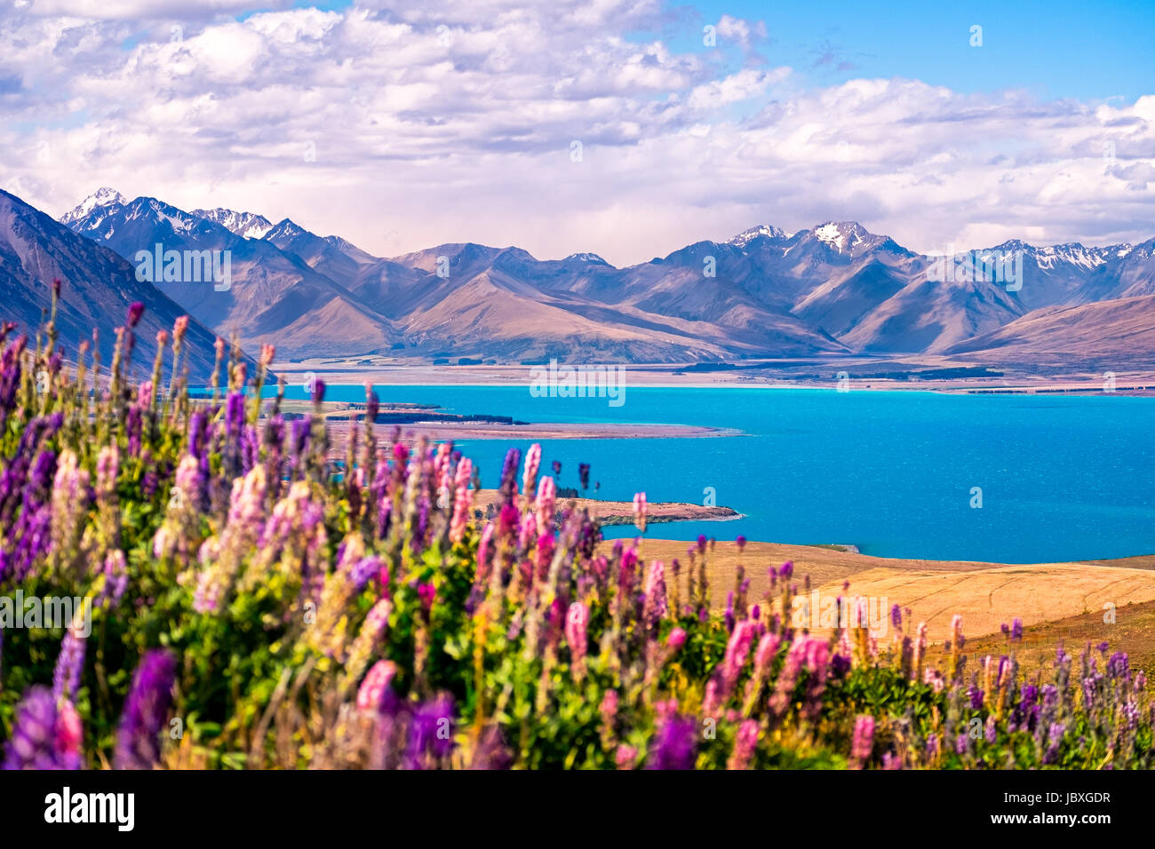 Vue paysage du lac Tekapo, fleurs et les montagnes du Mt John observatory, Alpes du Sud, Nouvelle-Zélande Banque D'Images