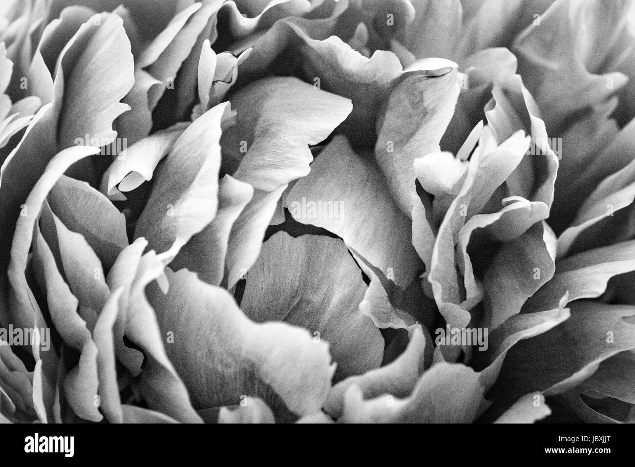 Close up d'un pétale de pivoine en noir et blanc Banque D'Images