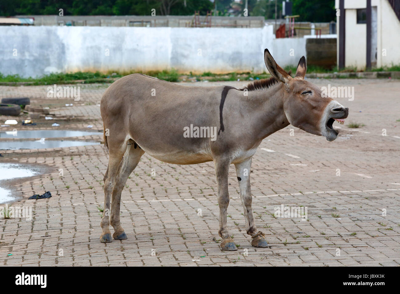 Portrait d'un âne fatigué au soleil d'afrique Banque D'Images