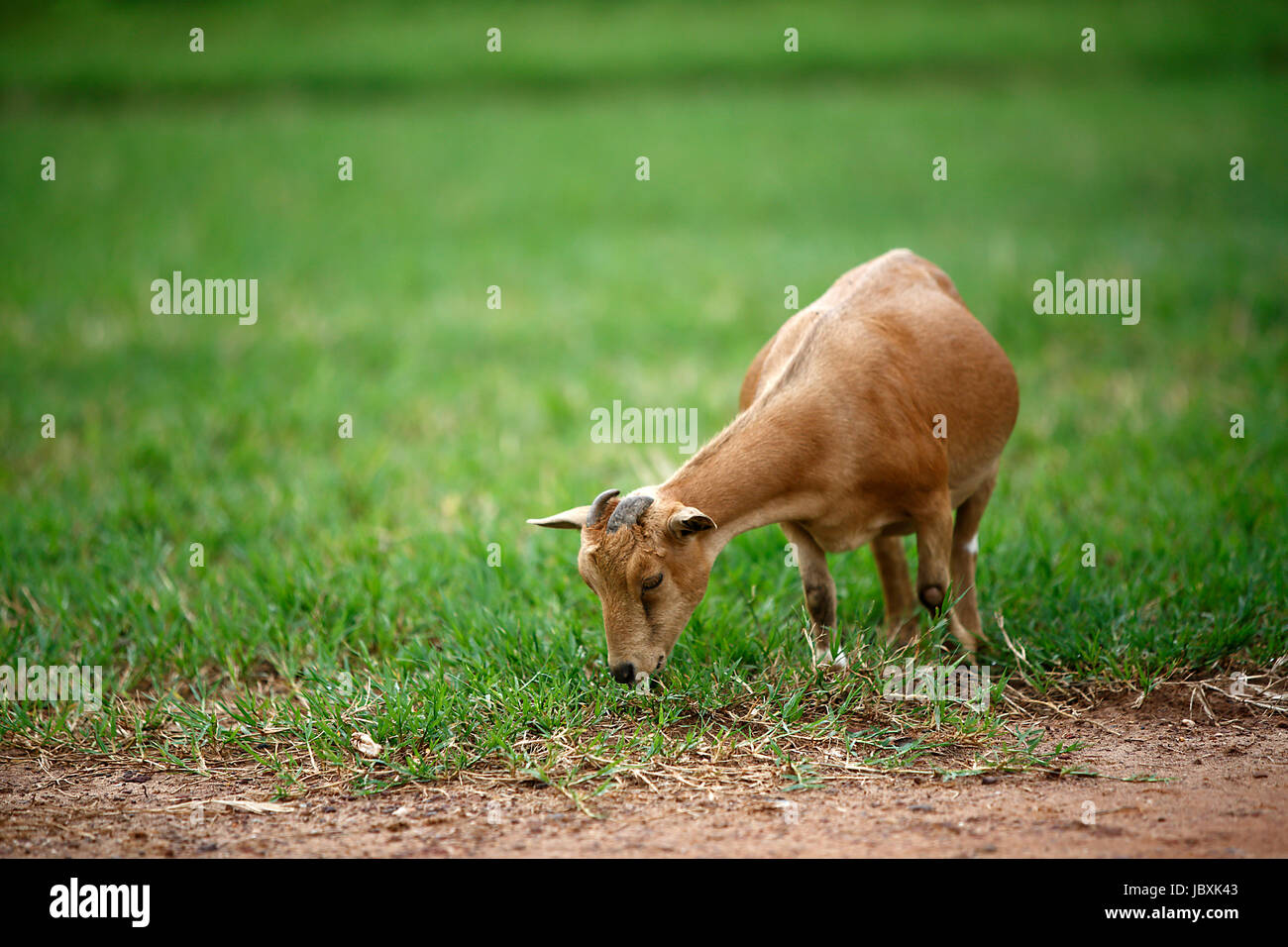 Portrait d'une chèvre de l'Afrique de l'herbe fraîche Banque D'Images