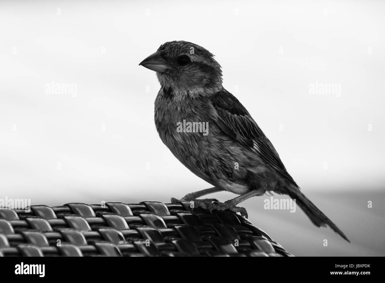 Image en noir et blanc d'un moineau perché sur une table Banque D'Images