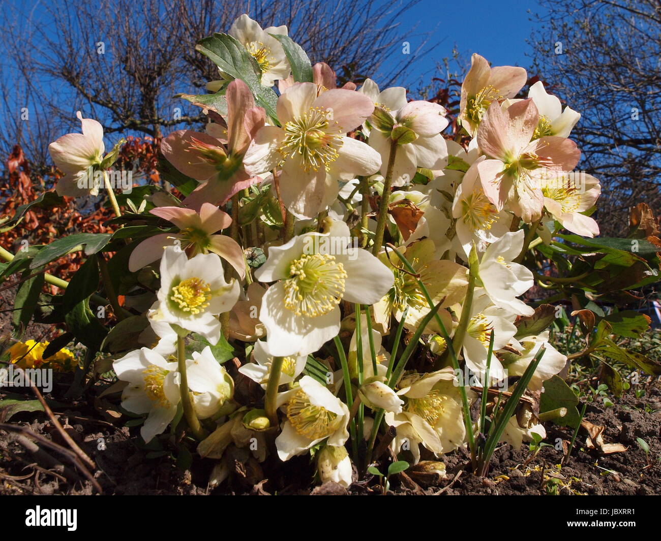 Blühende Christrosen im Frühling Banque D'Images