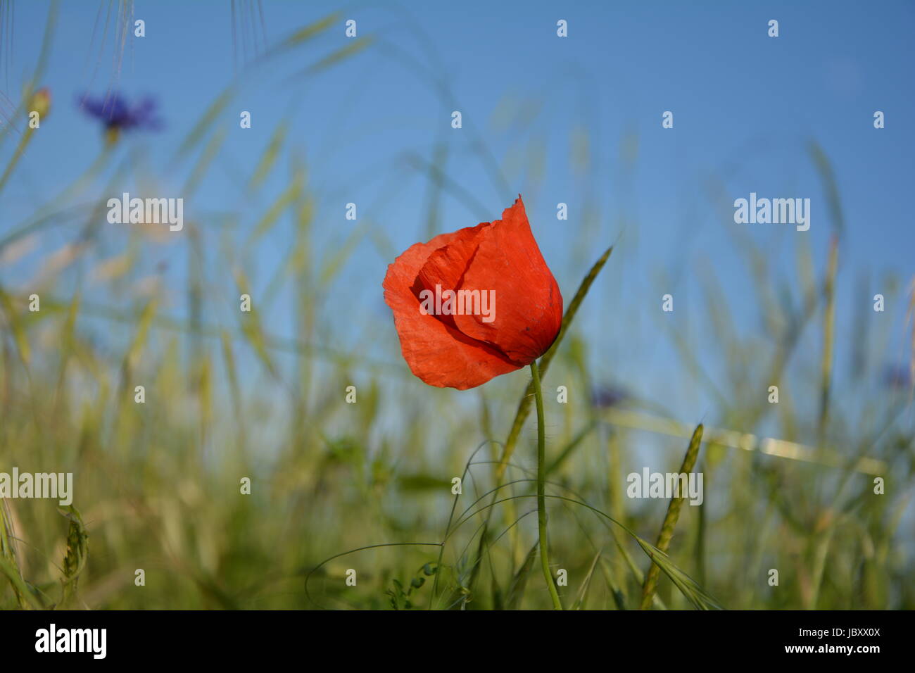 Clap un coquelicot ( Papaver rhoeas ) avec beaucoup de ciel bleu Banque D'Images