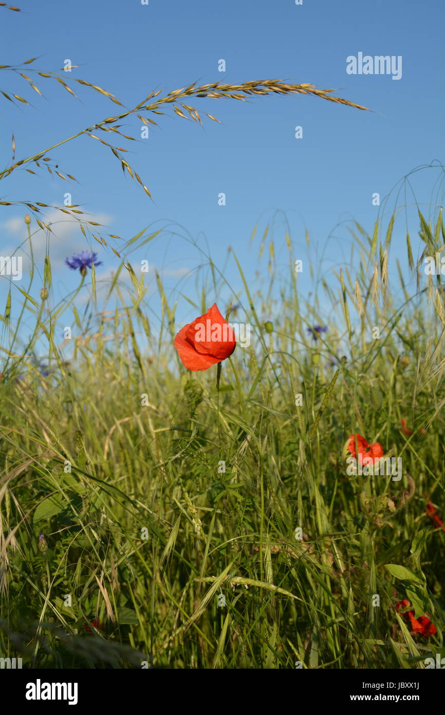 Clap un coquelicot ( Papaver rhoeas ) avec beaucoup de ciel bleu Banque D'Images