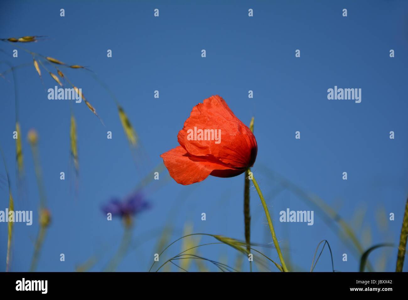 Clap un coquelicot ( Papaver rhoeas ) avec beaucoup de ciel bleu Banque D'Images