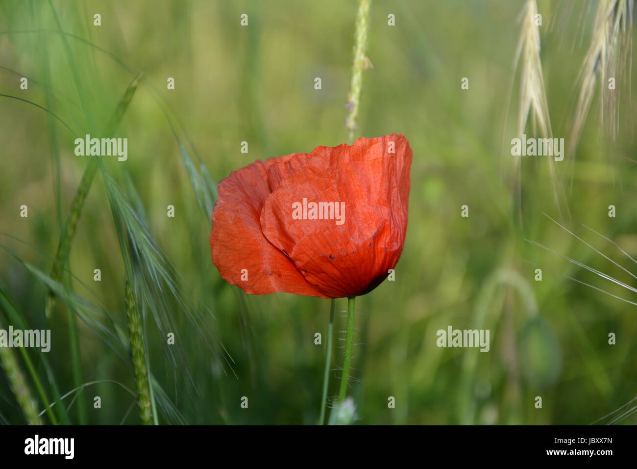 Clap un coquelicot ( Papaver rhoeas ) sur le pré Banque D'Images