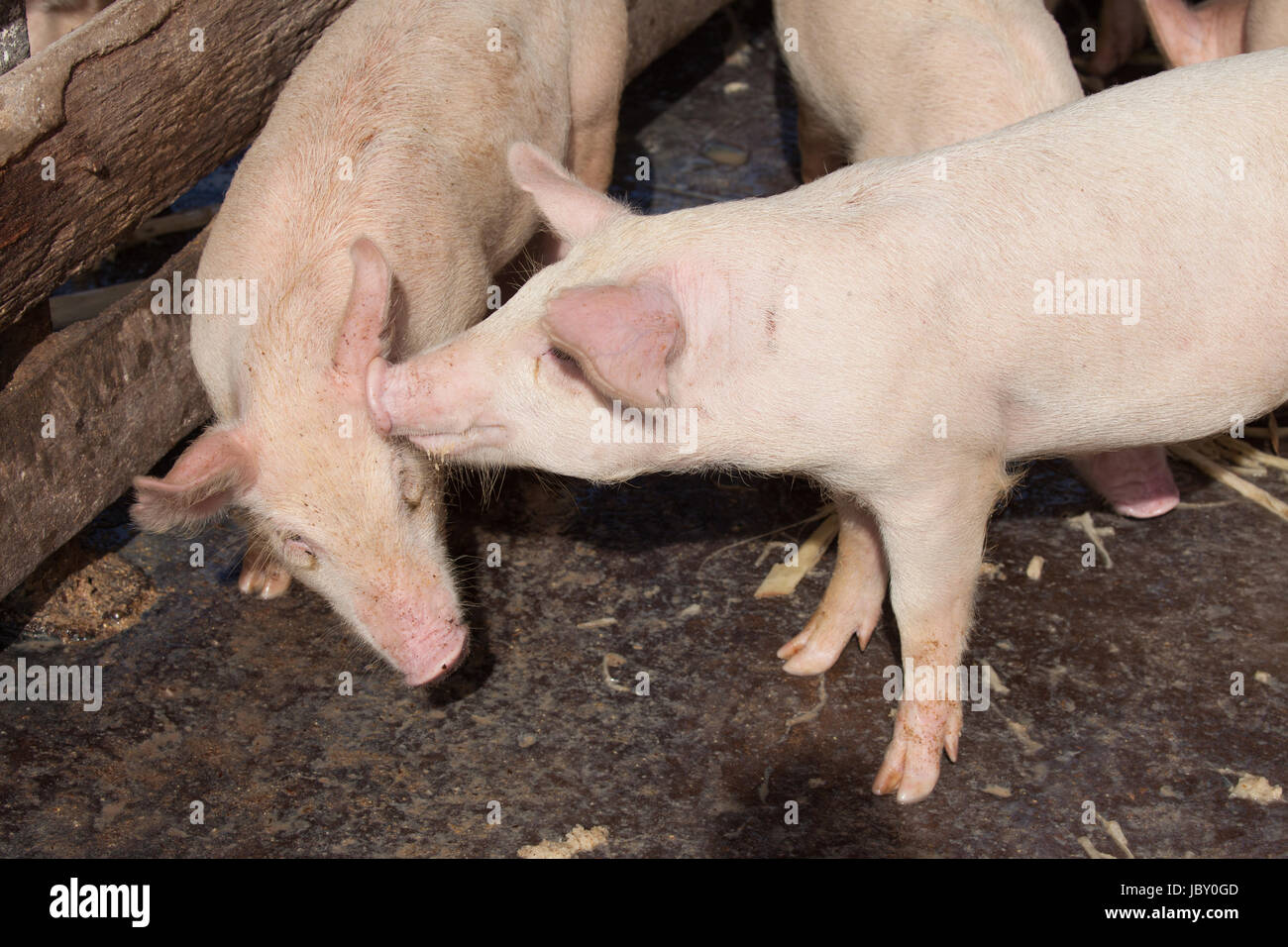 Un groupe de jeunes porcs domestiques dans une ferme à Cuba Banque D'Images