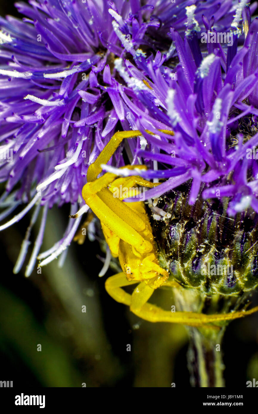 Araignée Crabe fleur sur une fleur Banque D'Images