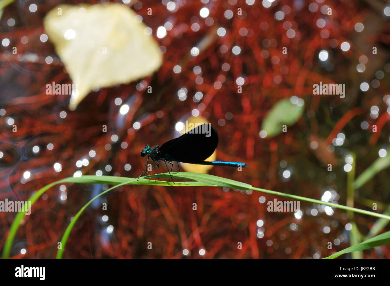 demoiselle Banque D'Images