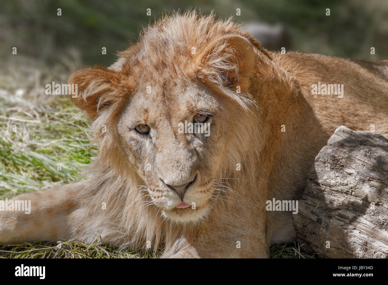 Image d'un animal jeune lion couché dans l'herbe Banque D'Images