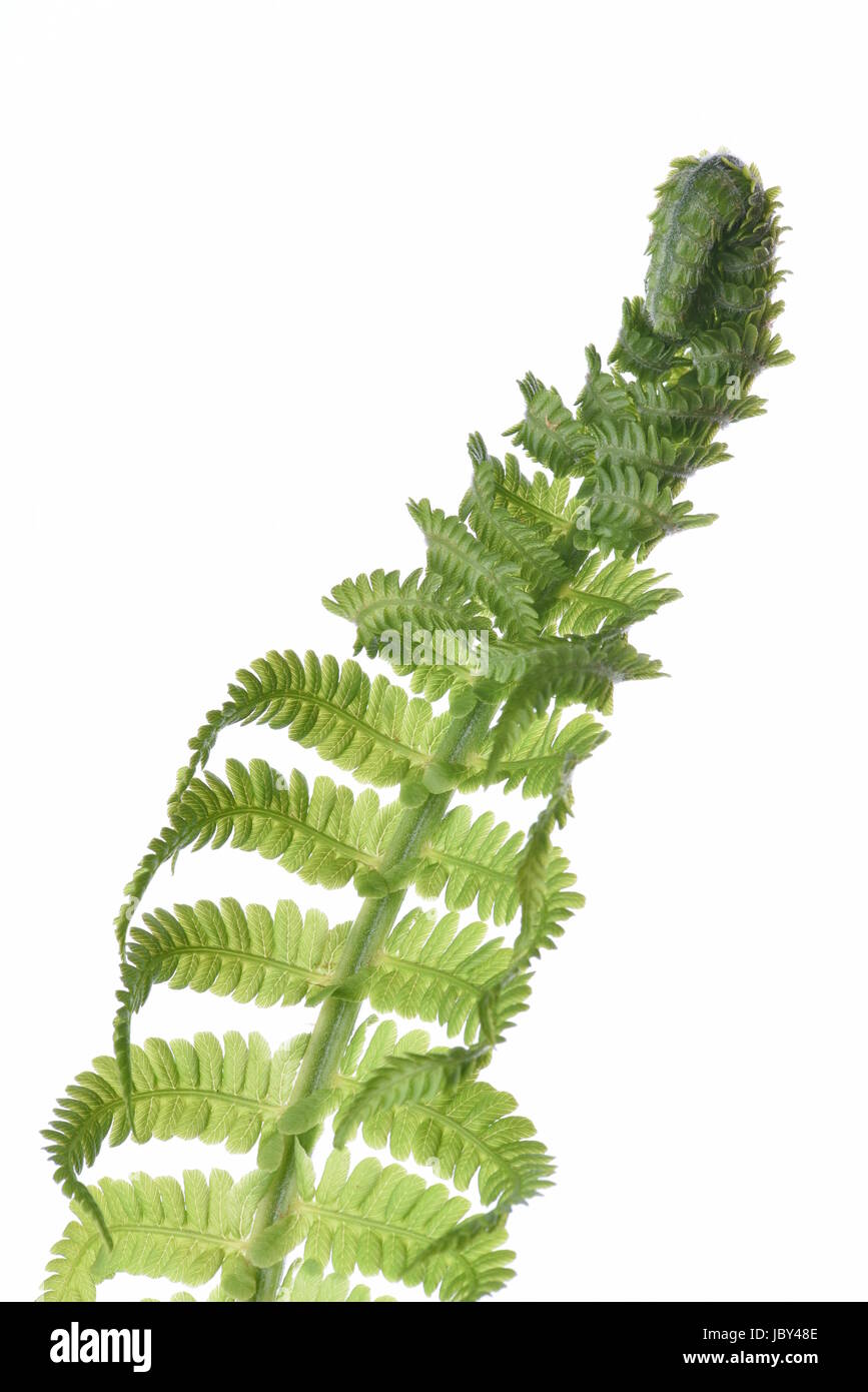 Fern leaf isolé sur fond blanc Banque D'Images Fern leaf isolé sur fond blanc Banque D'Images