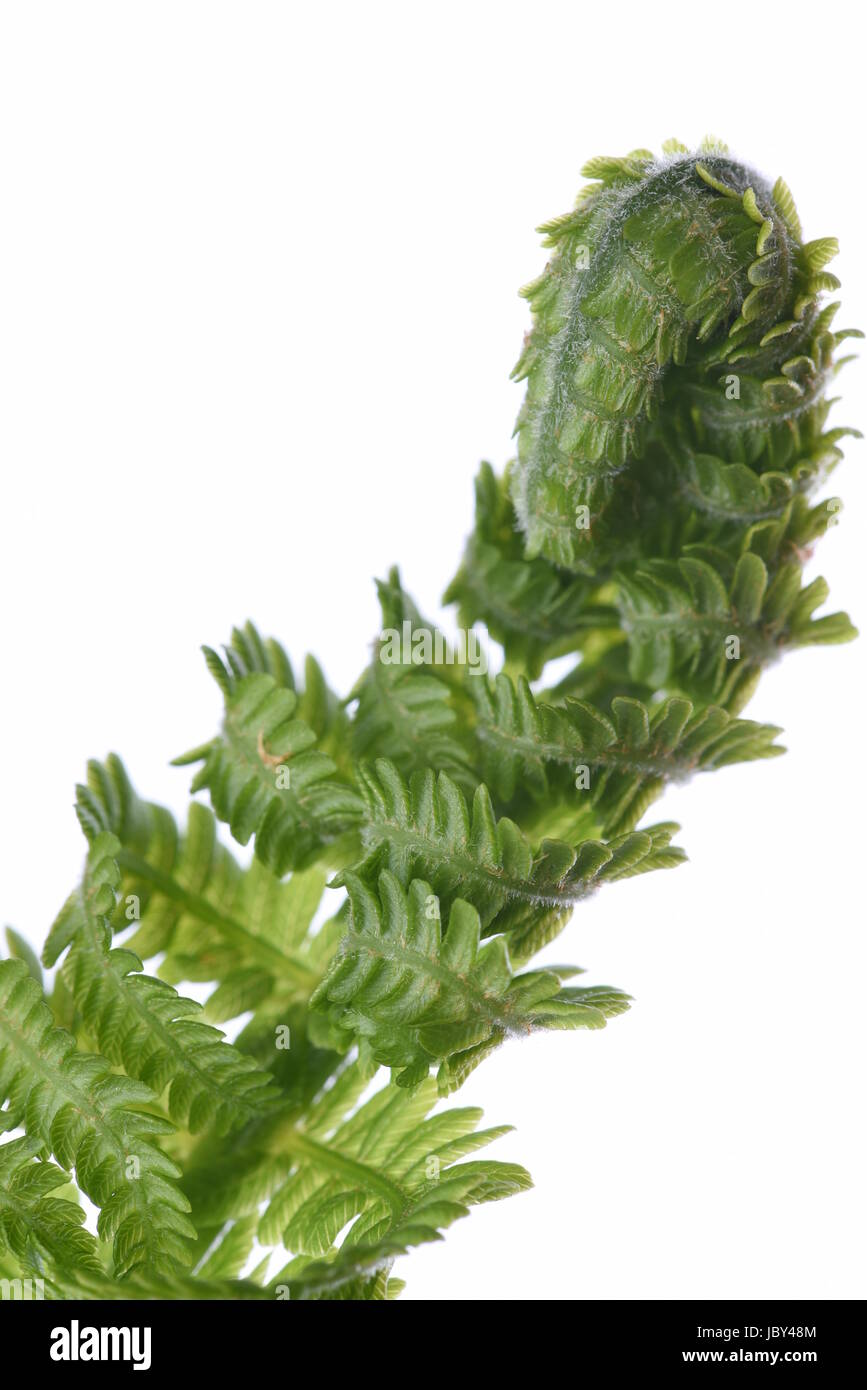 Fern leaf isolé sur fond blanc Banque D'Images Fern leaf isolé sur fond blanc Banque D'Images