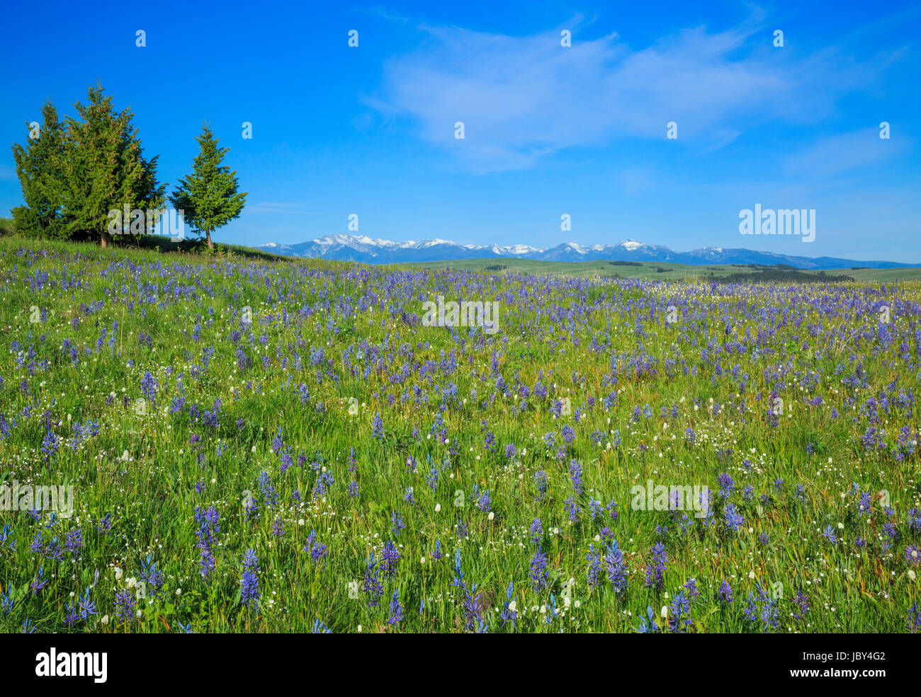 Pré de fleurs sauvages dans la camassie camash spotted Dog Creek, bassin avec le silex Creek dans la plage de distance, près de avon, Montana Banque D'Images