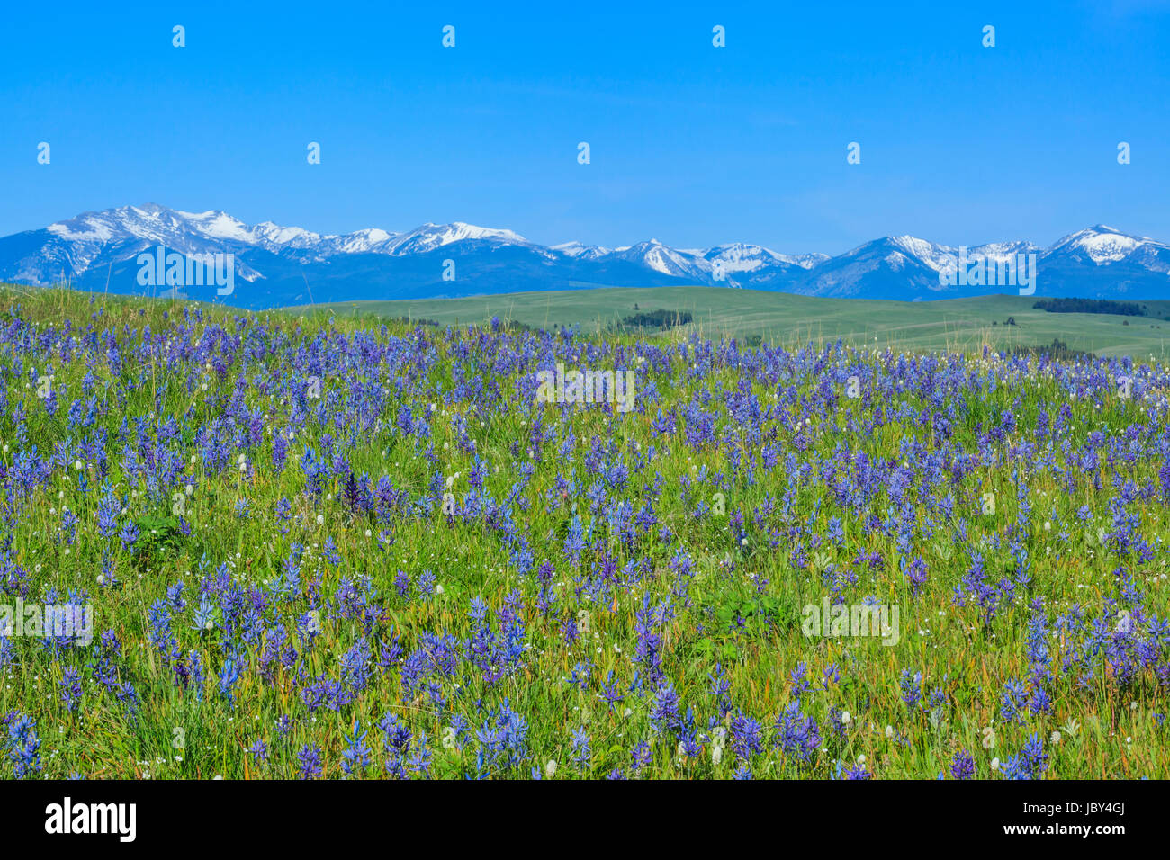 Pré de fleurs sauvages dans la camassie camash spotted Dog Creek, bassin avec le silex Creek dans la plage de distance, près de avon, Montana Banque D'Images